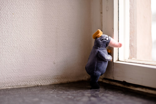 Lilla mullvaden från "Det var det fräckaste" på Berghs förlags kontor. Foto Stefan Tell Lilla mullvaden från "Det var det fräckaste" på Berghs förlags kontor. Foto Stefan Tell