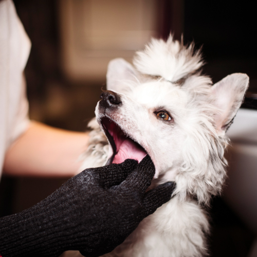 hundtandborsten-handske-test-reportage-veterinärmagazinet