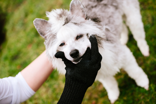 hundtandborstning-handske-artikel
