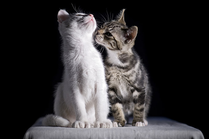 Stockholms Katthem - Kalender 2007