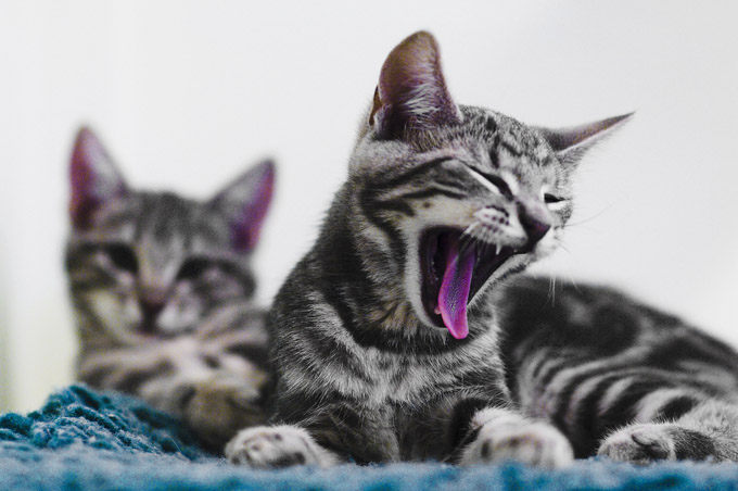 Stockholms Katthem - Kalender 2007