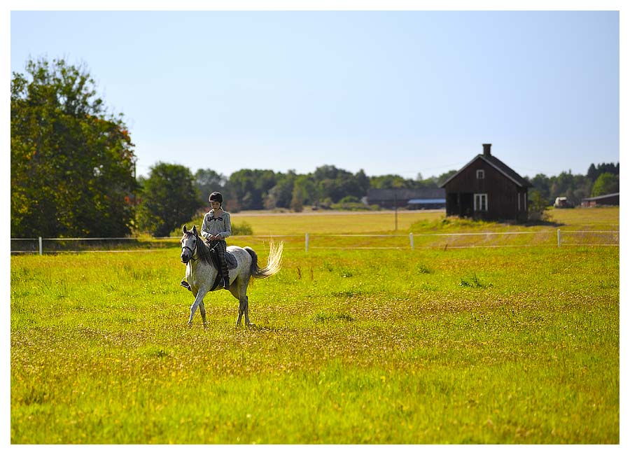 Hästfotografering med häst och ryttare på fält till bokförlag, Pia Hagmar