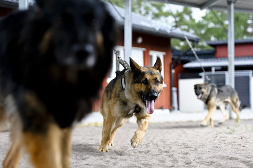 FHTE, träning av schäferhundar. Fotograf Stefan Tell